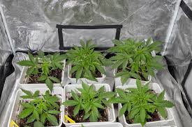 Understanding Marijuana Seeds Minnesota A Comprehensive Guide Understanding Marijuana Seeds Minnesota A Comprehensive Guide