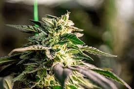 Understanding Marijuana Seeds Minnesota A Comprehensive Guide Understanding Marijuana Seeds Minnesota A Comprehensive Guide