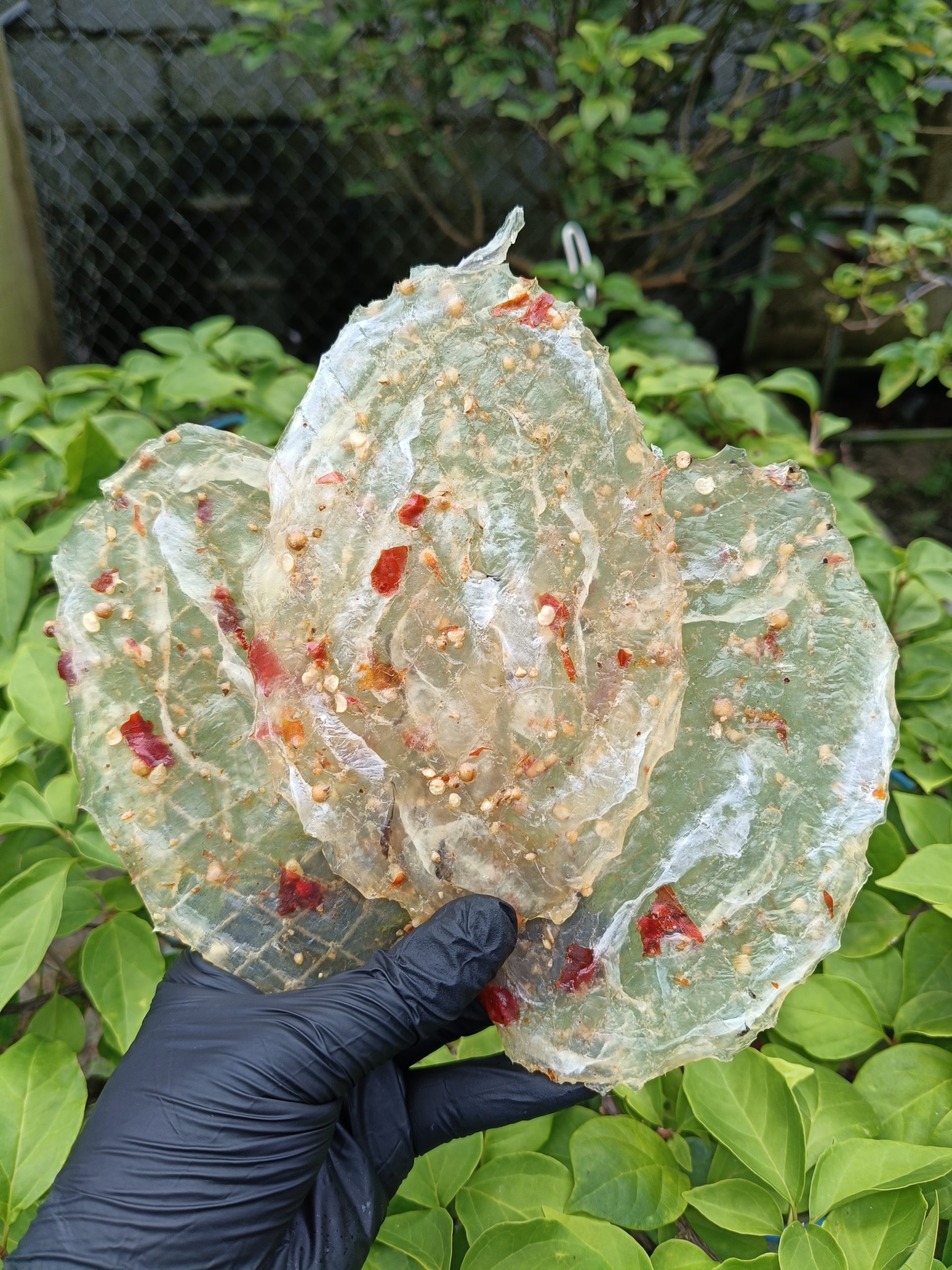 IMG20250817101020 IMG20250817101020