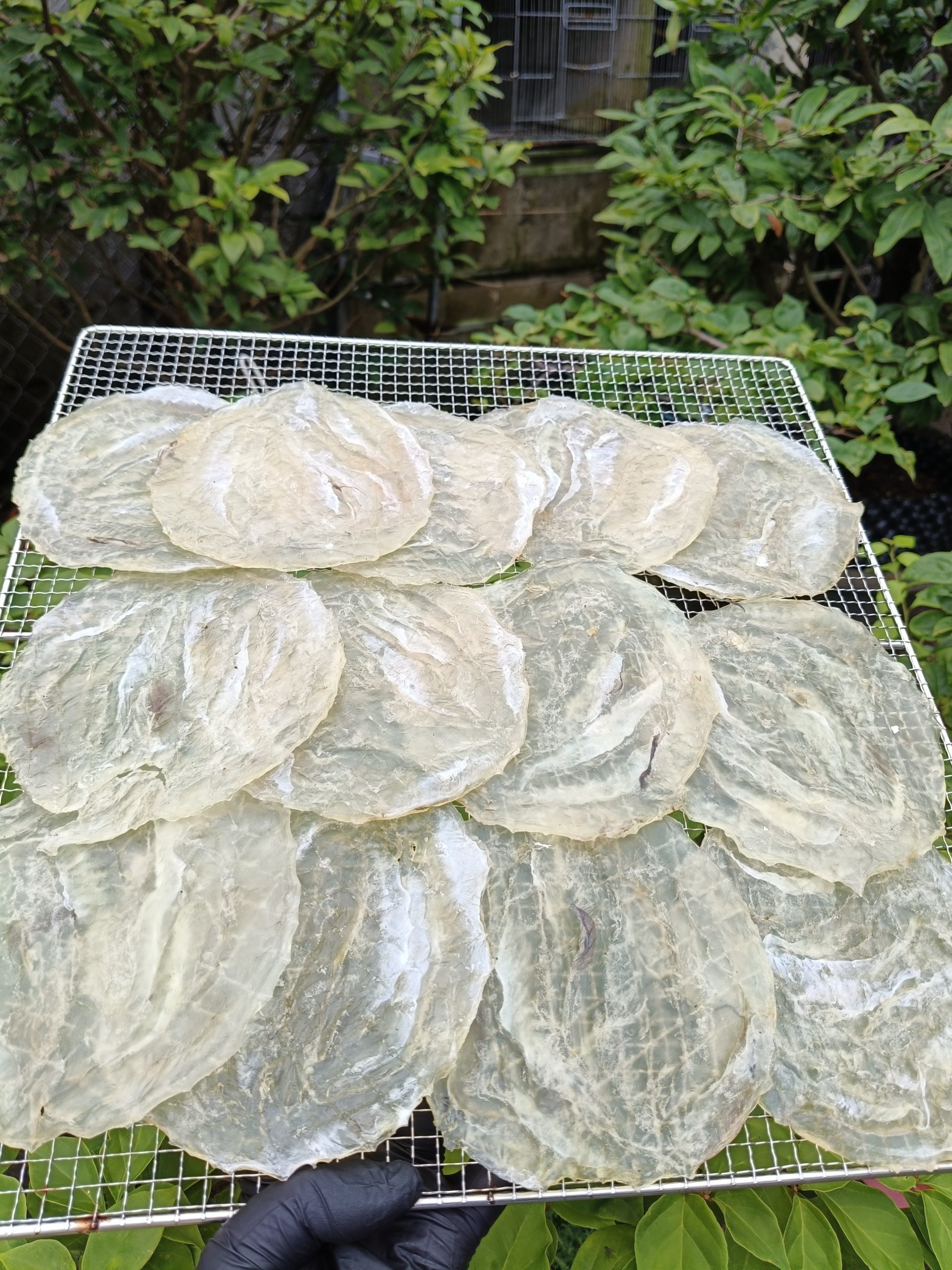 IMG20250817101137 IMG20250817101137