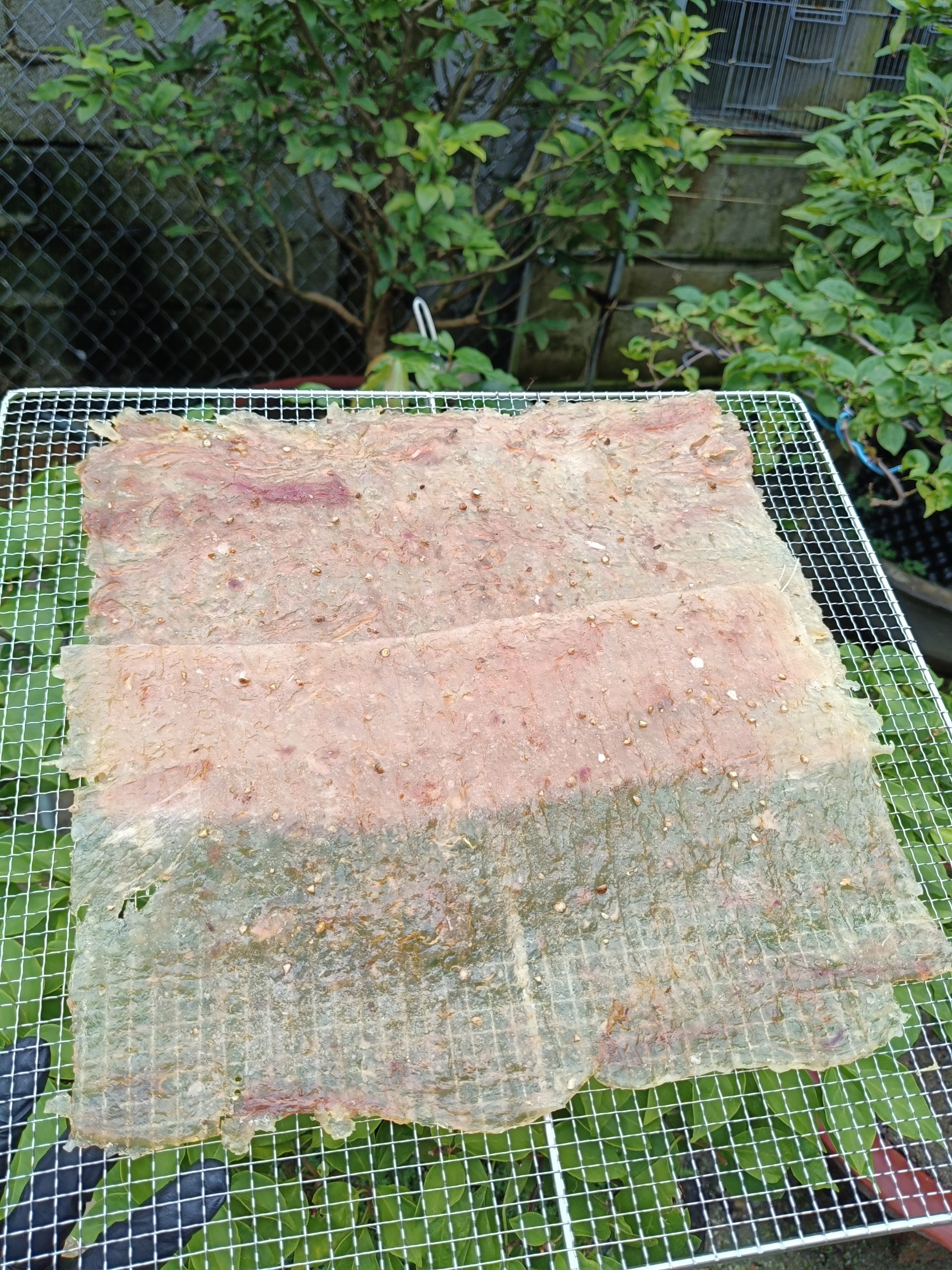 IMG20250817101509 IMG20250817101509