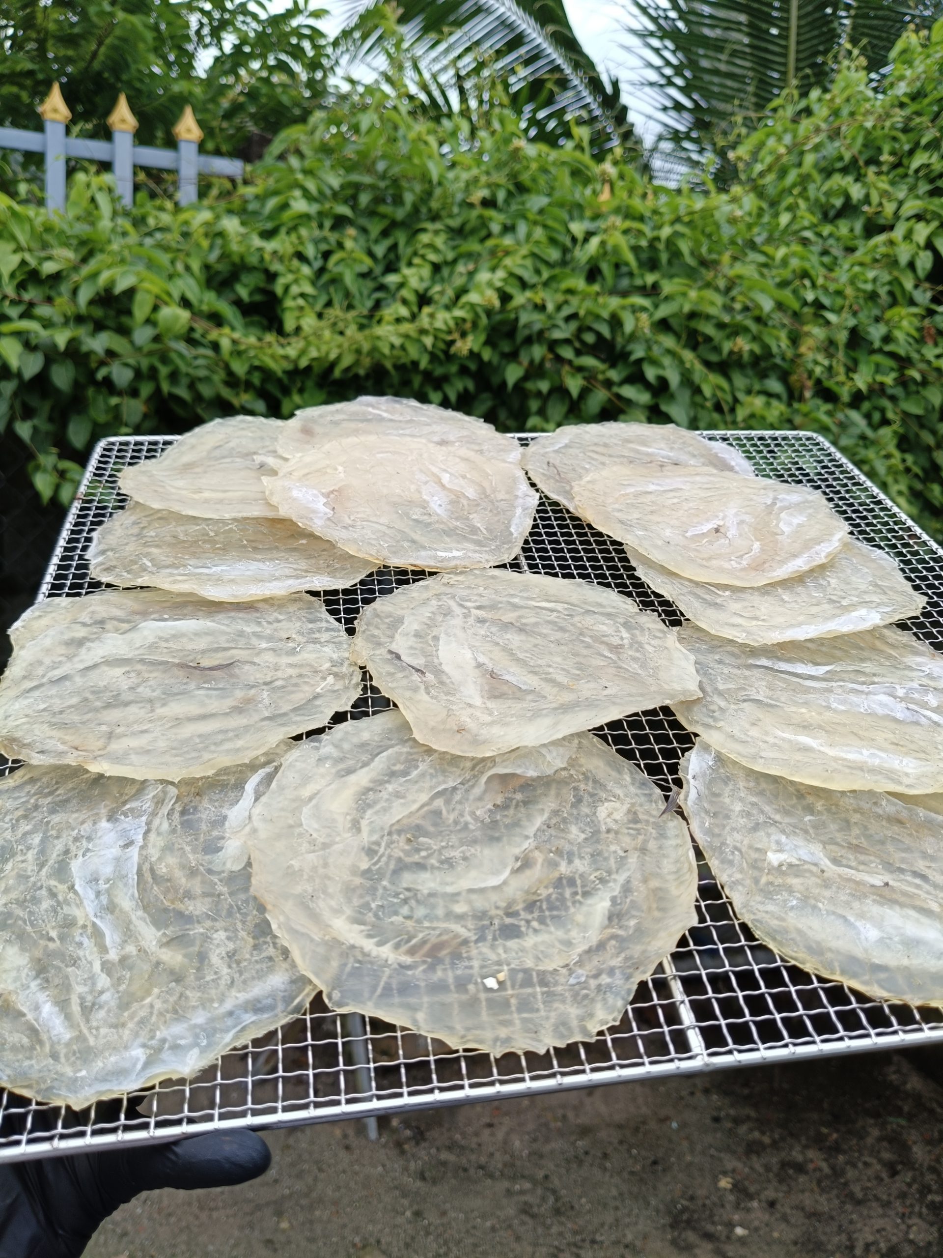 IMG20250817101747 IMG20250817101747