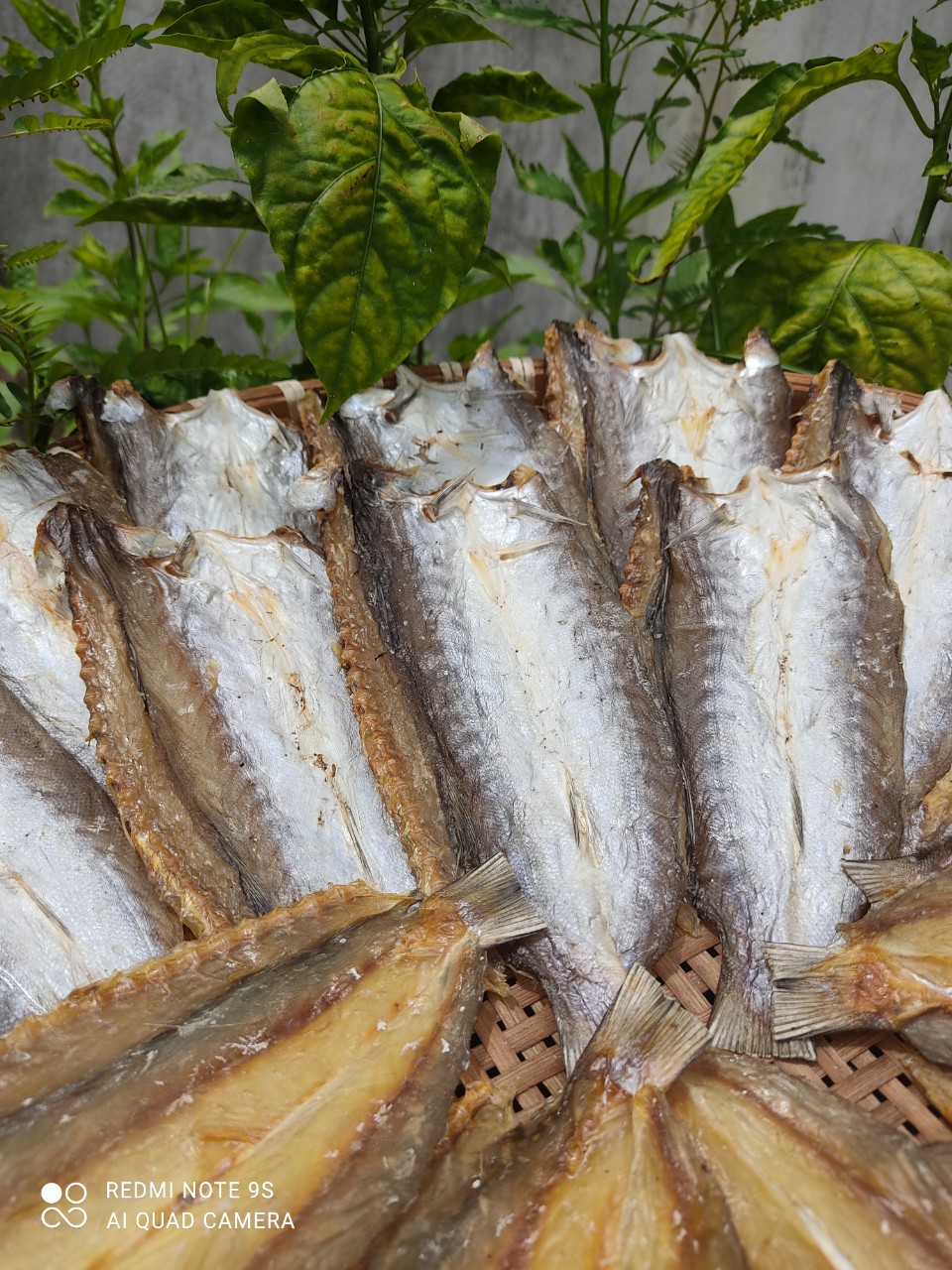 z4564928870665_6662d2b588529561a6c375606c50e336 z4564928870665_6662d2b588529561a6c375606c50e336